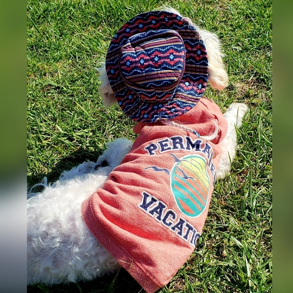 Meet your Posher, Clarity & Frosty Little Divo🐾💙 - Picture 3 of 16